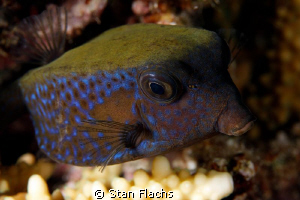 Bluetail trunkfish by Stan Flachs 